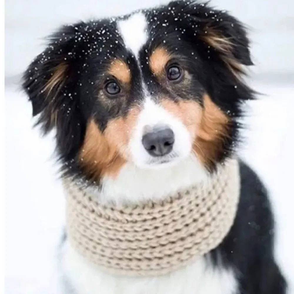 🎈Oatmeal Knit Dog Scarf